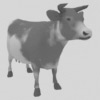 cow