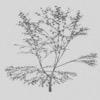 plant 05