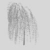 plant 09 - willow
